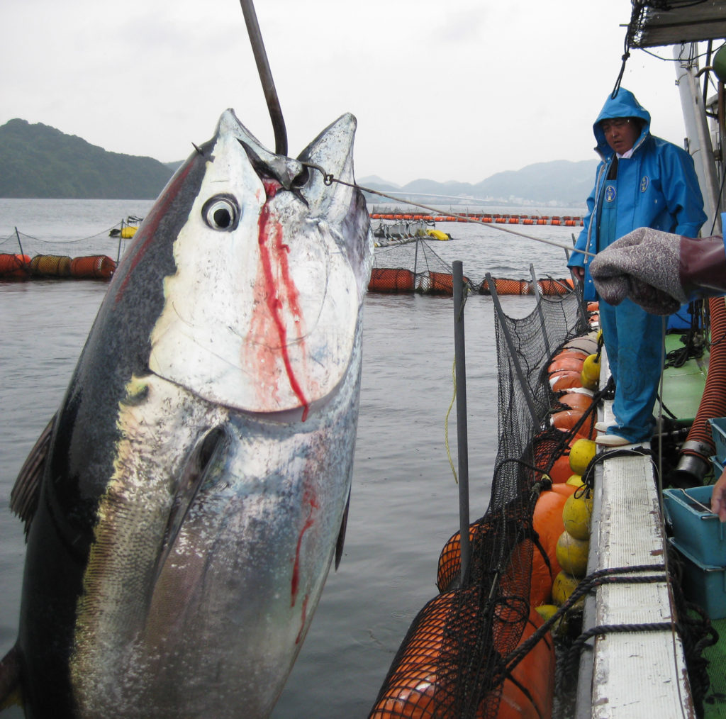An unforgettable sushi experience in Fukuoka, Japan